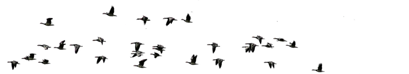 Banner image of ZenJohnCooper