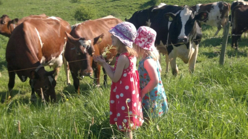 Bannière de www.swedishdairyfarm.