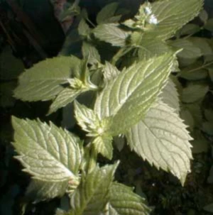 Bannerbild von MinT0007