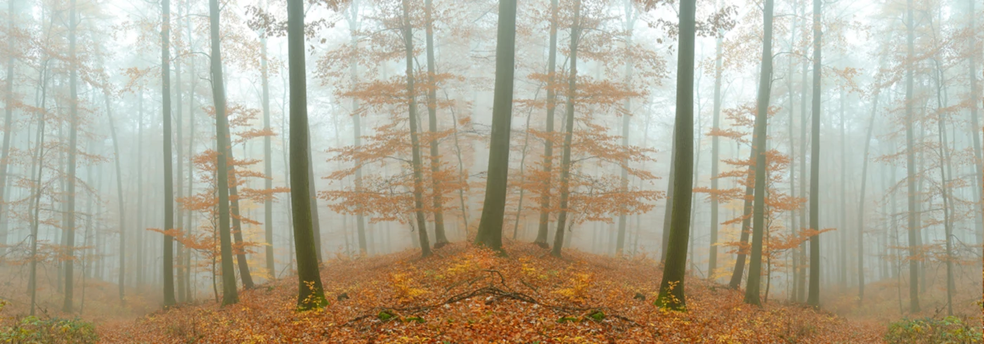 Banner image of Casselfornia Spirit