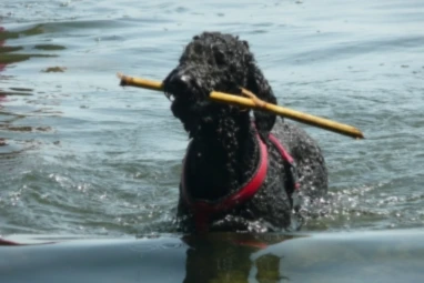 Banner image of JoeDoodle