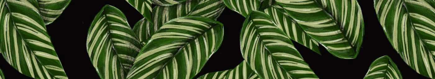 Bannerbild von Krissini1997