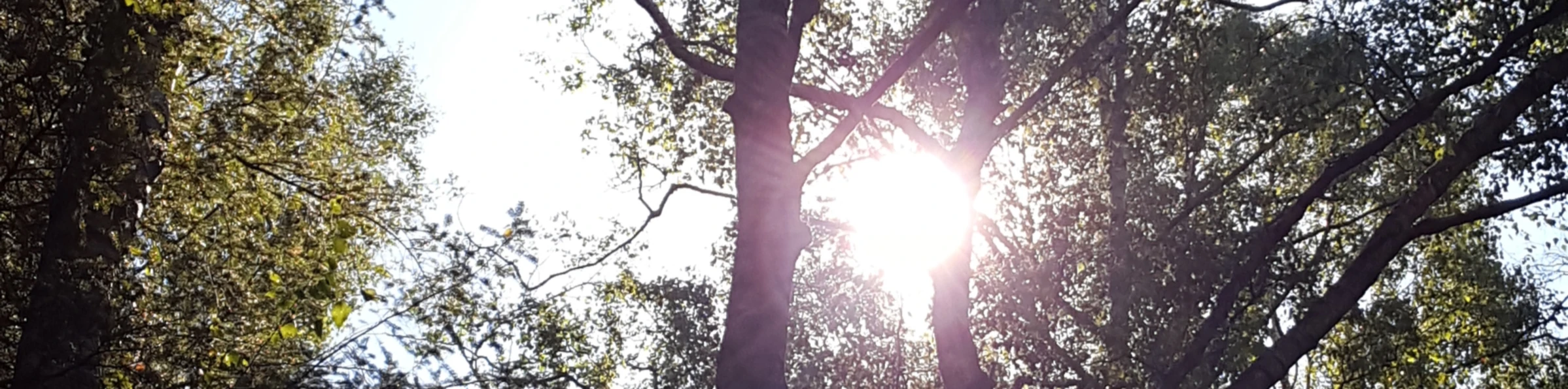 Banner image of SilviaArt