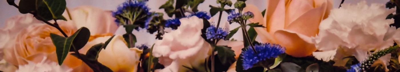 Banner image of Miia H