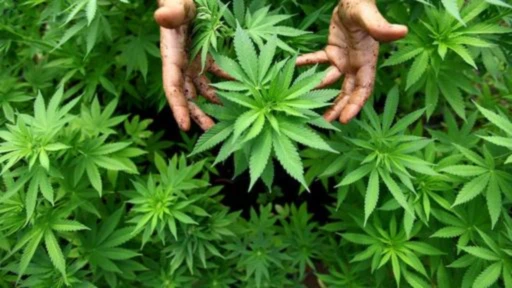 Bannerbild von Bretti