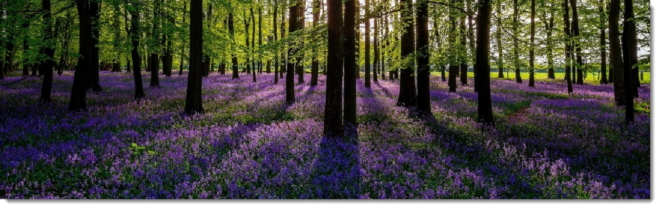 Banner image of Abogaser