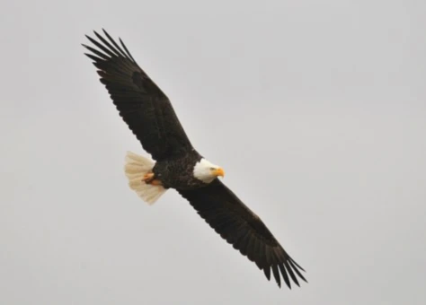 Banner image of 115546363