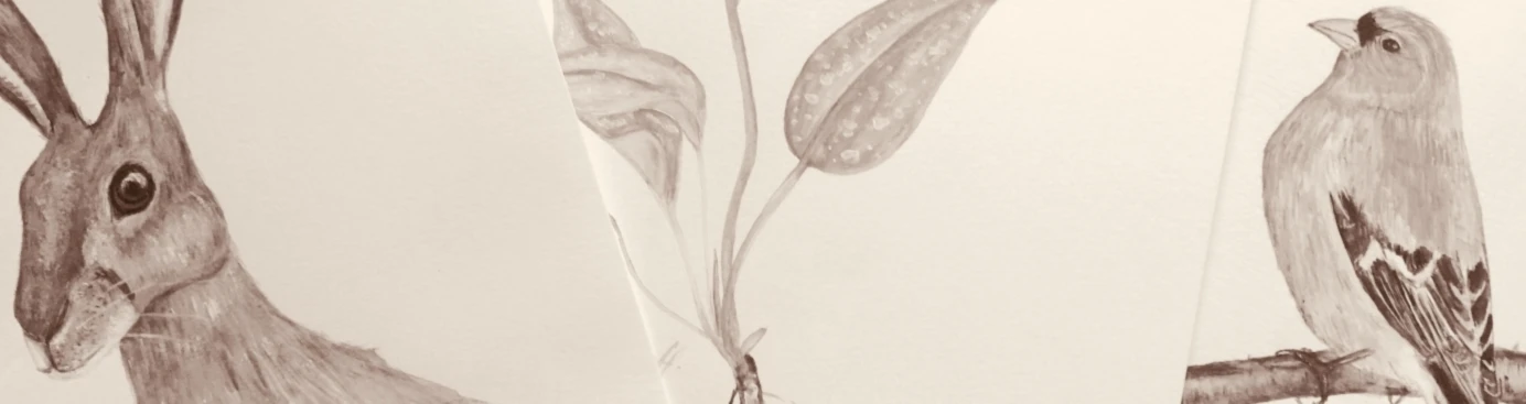 Banner image of Frau Storchenschnabel