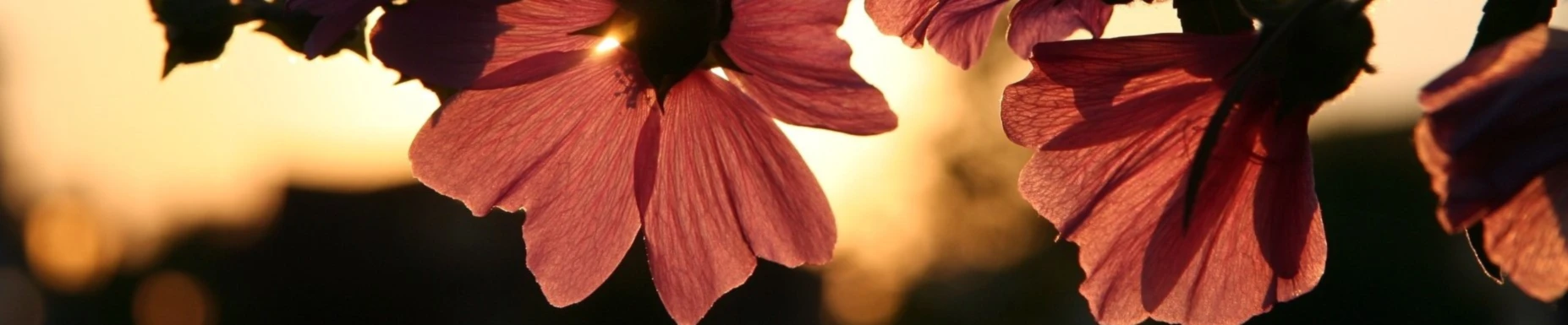 Banner image of Minschka