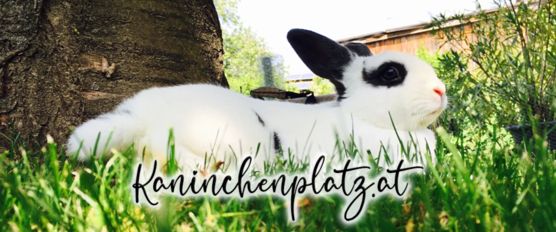 Banner image of Kaninchenplatz