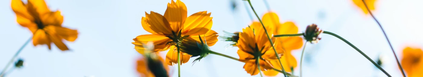 Bannerbild von M.S. World