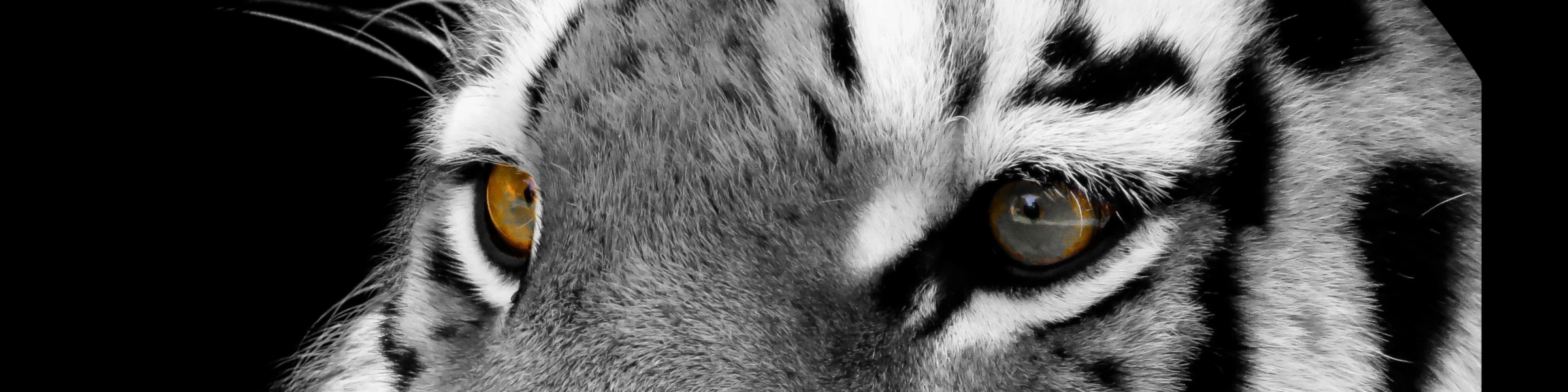 Banner image of Jill-Zone