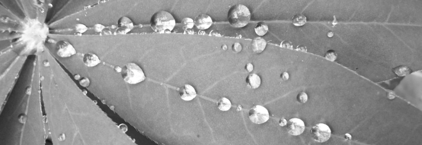 Bannière de wild shirt