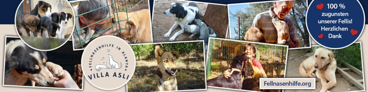 Banner image of Fellnasenhilfe Villa Asli