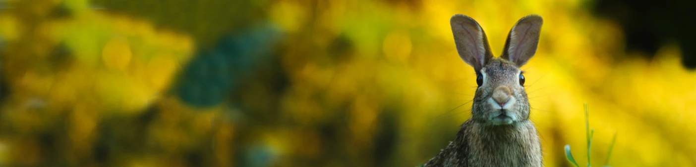 Bannerbild von - Flower of Life -