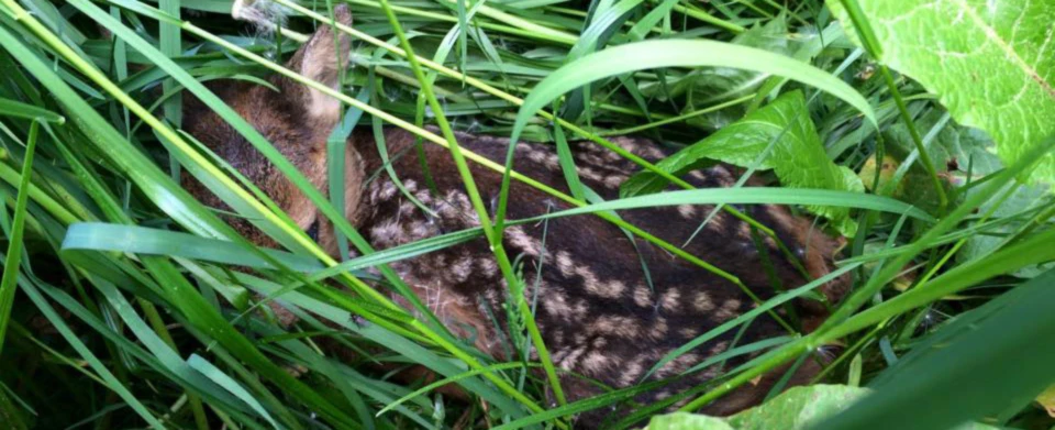 Banner image of Kitzrettung Bayern