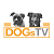 dogstv
