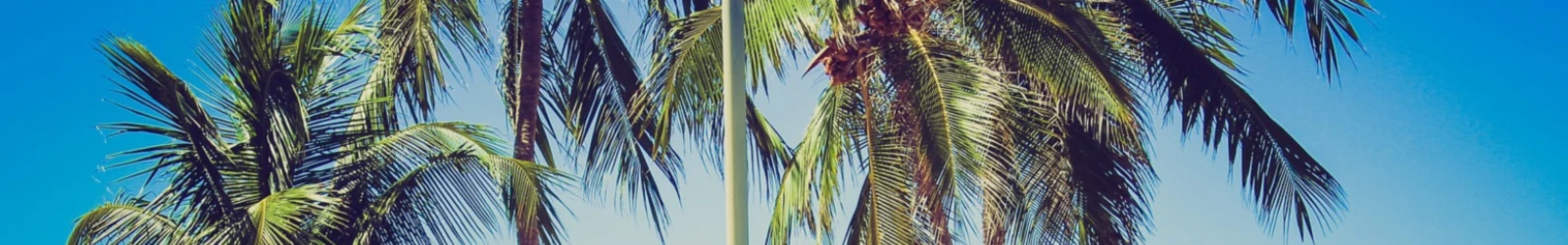 Banner image of 115905765