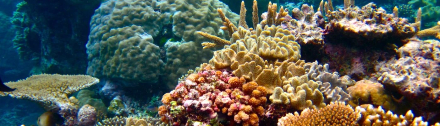 Banner image of Haariges Einhorn