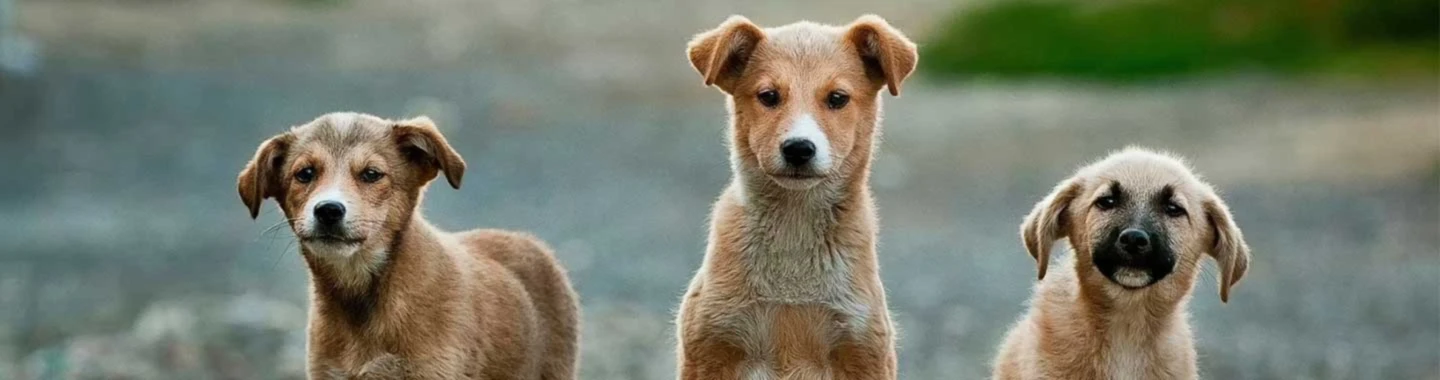 Banner image of Hundefan.Shop