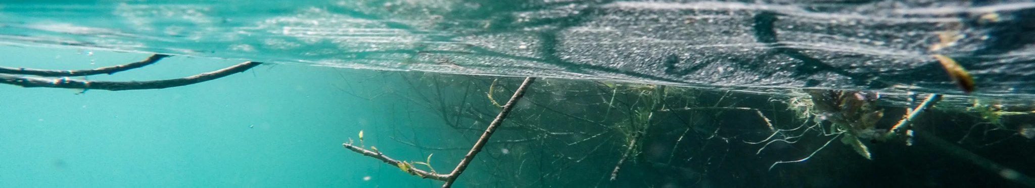 Banner image of Aquatic World