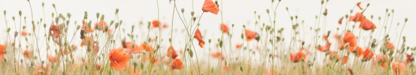 Banner image of TheBlissfulStore