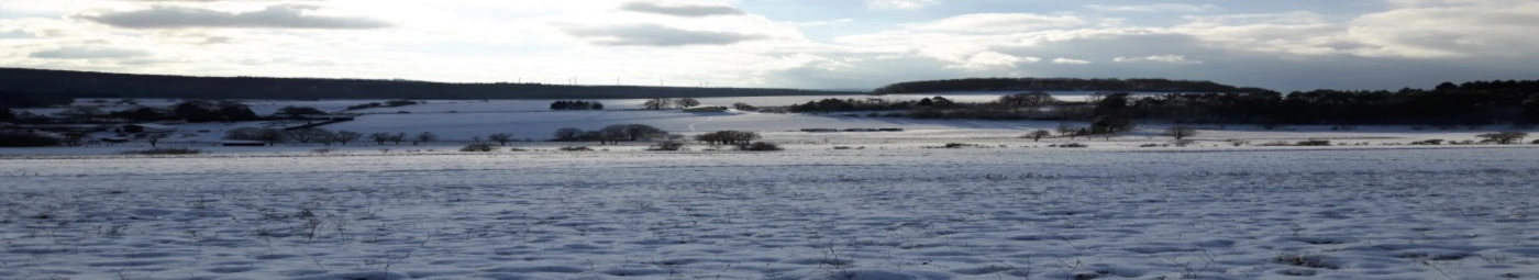 Banner image of 116089698