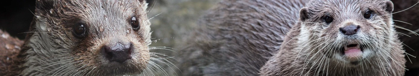 Banner image of ottRRR