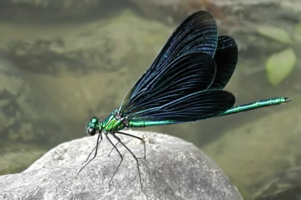 Banner image of Kasol Design