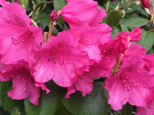 Banner image of Skipteuse