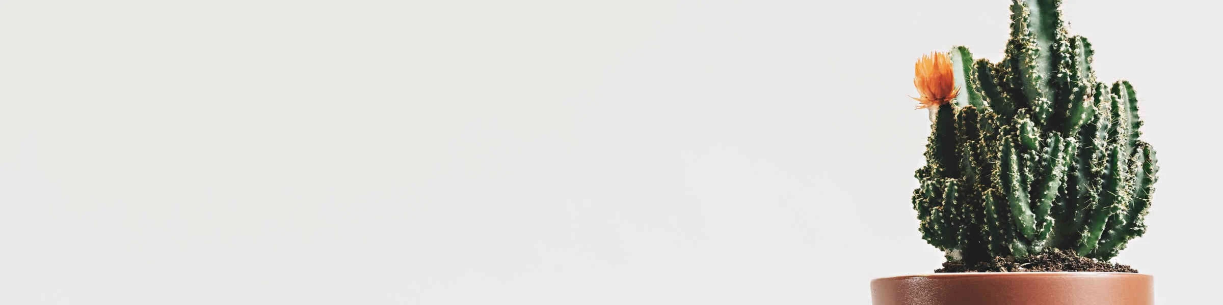 Banner image of Bruno De La Noche