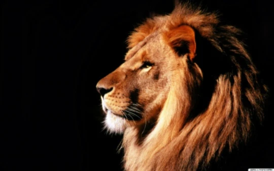 Banner image of 116310641