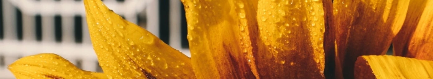 Banner image of absurdistdrama