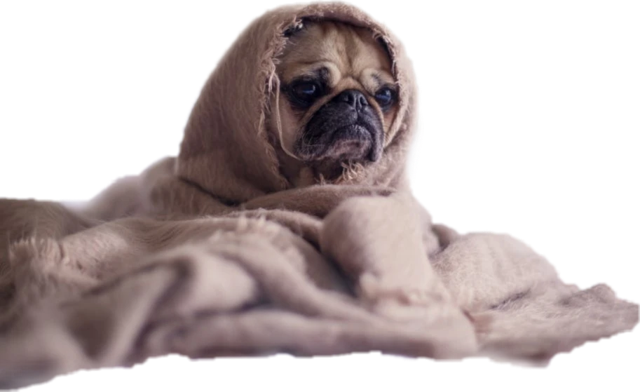 Bannerbild von Eule Otto