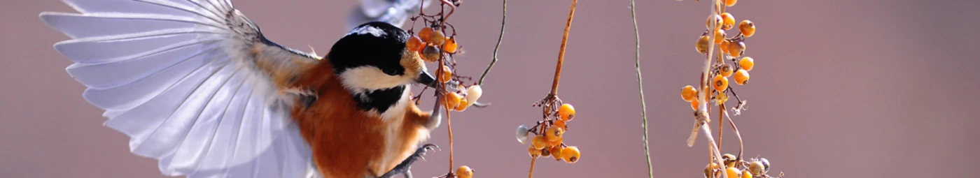 Banner image of Claret