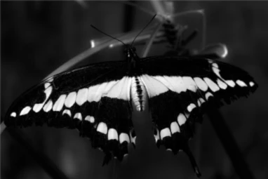 Banner image of Darli