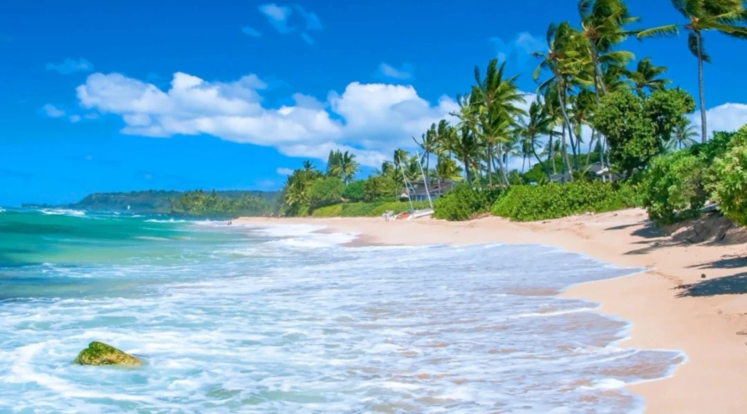 Banner image of 116487726
