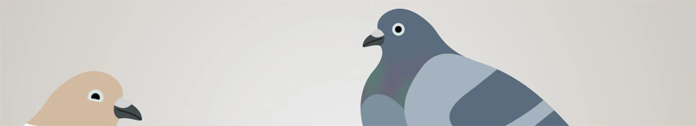 Bannerbild von Pigeon Friends