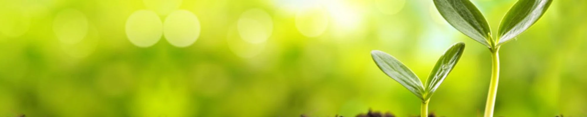 Banner image of 116606957