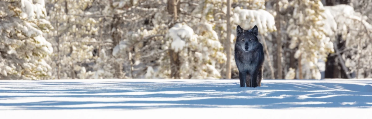 Bannerbild von Das Nicki