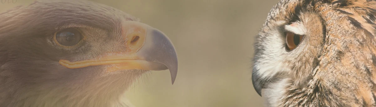 Banner image of 116687876