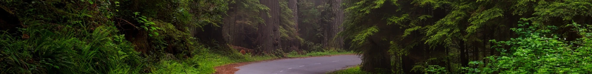 Banner image of Sladjan