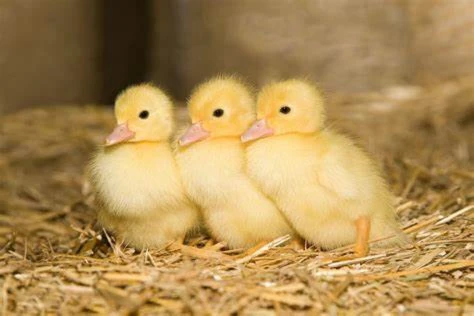 Bannerbild von LUNNA