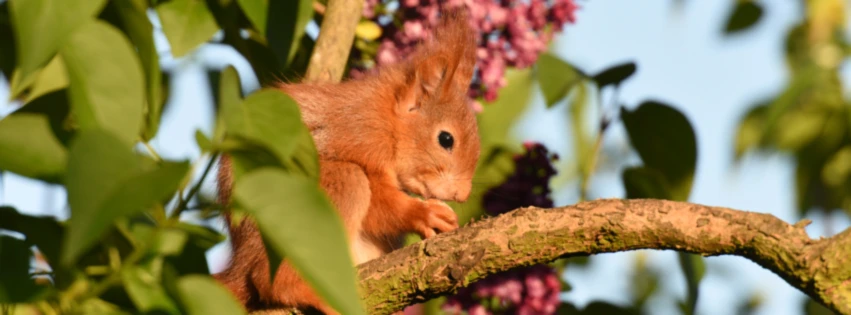 Banner image of Eichhoernchenblog