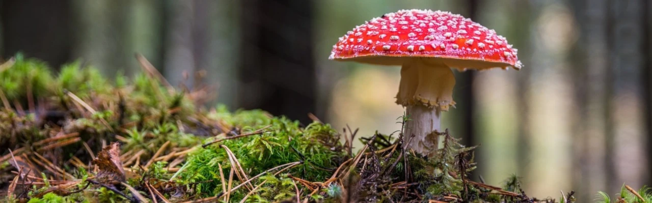 Banner image of Beny Design