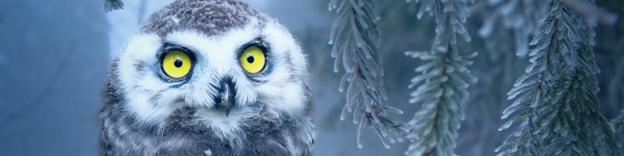 Banner image of Tshirt-Shop-007