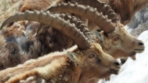 Bannerbild von patgific