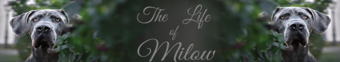 Banner image of Orendi Designs