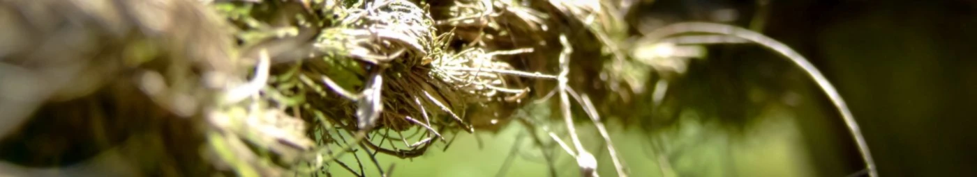 Bannière de Meister P.