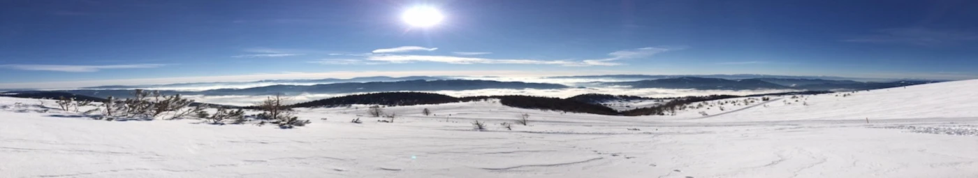 Banner image of marsi f.